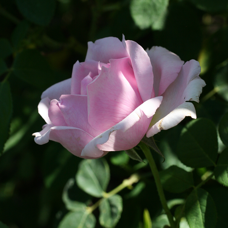 Comment planter et entretenir vos rosier en pot ? - Roses André Eve